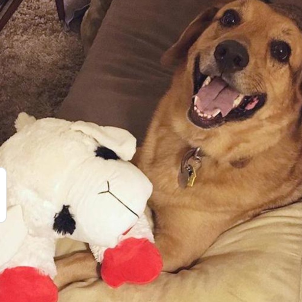 THE BIGGEST JUMBO “LAMB CHOP”.CLASSIC LICENSED PLUSH DOG TOY 25.5… - Picture 6 of 15
